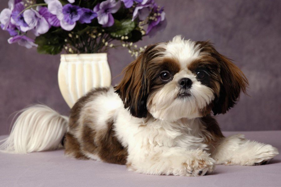 shih-tzu-ficha-t-cnica-cl-nica-veterin-ria-jardim-fran-a-zona