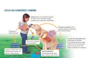 Giardia - Ciclo da Giardíase Canina