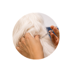 Consultas com Especialistas